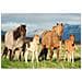 Puzzle Per Bambini 200 Pezzi - Famiglia Di Cavalli - Schmidt E Spiele - Foto miniatura 1