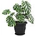 Vassoio Rotondo per Fiori 24 pcs Nero Ø 23,5 x 2,5 cm Plastica - Foto miniatura 3
