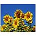 Stampa su tela - Girasoli - Quadro su Tela, Decorazione Parete cm. 80x100 - Foto miniatura 2
