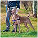 Pettorina Per Cani Coach Ferplast M-l - Foto miniatura 3