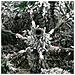 Albero Natale Artificiale Incernierato con Neve Fioccata 150 cm - Foto miniatura 8