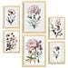 Set Di 6 Stampe Fiori Rosa Chiaro Stampe Naturalistiche E Botaniche A Colori Con Motivi Floreali Su Sfondi Bianco Puro A3 & A4 Telaio In Legno Chiaro - Foto miniatura 1