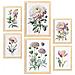 Set Di 6 Stampe Fiori Rosa Stampe Naturalistiche E Botaniche A Colori Con Motivi Floreali Su Sfondi Bianchi Puri A3 & A4 Telaio In Legno Chiaro - Foto miniatura 1