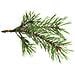 Profumo Per Candela - Foresta - 27 Ml - Foto miniatura 1