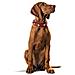 Hunter Collare Swiss, 70rosso Nero, Pelle- - Foto miniatura 2
