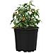 Vaso per Fiori 200 pcs Nero Ø 15 x 13 cm Plastica - Foto miniatura 3