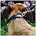Collare Per Cani Ergofluo C 15/42 Verde Fluo - Foto miniatura 10