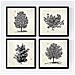 Set Di 4 Stampe Fogli Di Alberi Alberi Da Frutto In Taglia Annata Vecchia Carta Sfondo Poster Carta E Inchiostri Senza Cornice 20x20 Cm - Foto miniatura 1