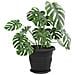 Vassoio Rotondo per Fiori 24 pcs Nero Ø 21,5 x 2,5 cm Plastica - Foto miniatura 3