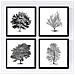 Set Di 4 Stampe Fogli Di Alberi Alberi Compensati E Foglio Perenne Di Carta Bianca Poster Carta Da Poster E Inchiostri Senza Cornice 30x30 Cm - Foto miniatura 1