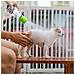 Set Da 5 Testine Doccia Portatili In Silicone Per Animali Domestici - Strumento Per Bagno Esterno Green - Foto miniatura 5