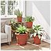 Vassoio Rotondo per Fiori 6 pcs Rosso Mattone Ø 27 x 2,5 cm - Foto miniatura 4