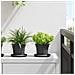 Vaso Rotondo per Fiori 24 pcs Nero Ø 12,5 x 10 cm Plastica - Foto miniatura 2