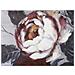 Dipinto Su Tela White Red Flower Composizione Floreale Rosso Bordeaux E Bianco 120x60 Cm - Foto miniatura 2