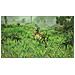 Sacred 2 Remaster - Foto miniatura 5
