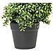 Pianta Artificiale In Vaso 98 Cm Buxus Spiral Tree - Foto miniatura 2