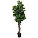 Albero Ficus Lyrata 96 Foglie 80 Cm Verde - Foto miniatura 1