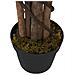 Albero Ficus Lyrata 96 Foglie 80 Cm Verde - Foto miniatura 7