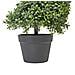 Pianta Artificiale In Vaso 158 Cm Buxus Spiral Tree - Foto miniatura 2