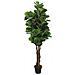 Albero Ficus Lyrata 134 Foglie 120 Cm Verde - Foto miniatura 1