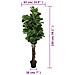 Albero Ficus Lyrata 180 Foglie 150 Cm Verde - Foto miniatura 8