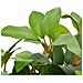 Leaf Design UK Albero Artificiale A Forma Di Alloro 90 Cm Verde