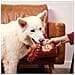 Giocattoli Per Cani Rosso 13 X 11 X 18 Cm - Foto miniatura 7