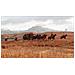 Red Dead Redemption 2, Xbox One Standard - Foto miniatura 19