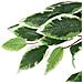 Albero Di Ficus Artificiale 1008 Foglie 180 Cm Verde - Foto miniatura 3