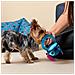 Giocattoli Per Cani Azzurro Eva 13 X 6 X 22 Cm - Foto miniatura 6