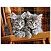 Puzzle Kittens 500 pz 35 x 26 x 5 cm 30545 - Foto miniatura 3