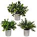 Set Di 3 Piante Artificiali, Vaso Grigio, Misura 20 Cm - Foto miniatura 4