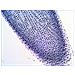 Vetrino per microscopio N38 NG - Foto miniatura 11