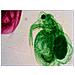 Vetrino per microscopio N38 NG - Foto miniatura 5