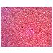 Vetrino per microscopio N38 NG - Foto miniatura 6