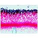 Vetrino per microscopio N38 NG - Foto miniatura 9