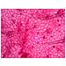 Vetrino per microscopio N38 NG - Foto miniatura 10