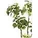 Albero Di Polyscias Artificiale Verde 135 Cm 420292 - Foto miniatura 2