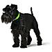 Collare Per Cani Convenience 23-31 Cm Verde Xs /s - Foto miniatura 2