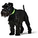 Collare Per Cani Convenience Verde Taglia S /m (33-41 Cm) - Foto miniatura 2