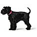 Collare Per Cani Convenience Rosa Taglia M /l (42-50 Cm) - Foto miniatura 3