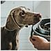 Ciotola Per Cani Hunter Melammina 550 Ml - Foto miniatura 3