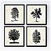 Set Di 4 Stampe Fogli Di Alberi Gli Alberi Si Mescolano Sfondo D'epoca Vecchia Carta Poster Di Carta E Gli Inchiostri Senza Cornice 20x20 Cm - Foto miniatura 1