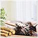 Cat Catnip Sticks 100 Organici Naturali Matatabi Dentali Tratta Digrignamento Dei Denti Giocattoli Di Masticazione Olfattivo Di Arricchimento Per Il Gatto Confezione Da 30 Pezzi - Foto miniatura 4