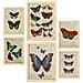 Set Di 6 Stampe Poster In Stile Cartaceo Vintage Con Farfalle E Sfondi Enciclopedici, Farfalle Colorate A3 & A4 Telaio In Legno Chiaro - Foto miniatura 1