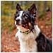Collare Per Cani Ergofluo C 25/42 Rosa Fluo - Foto miniatura 7