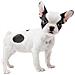 gs + Cats: French Bulldog, 3DS Basico 3DS Francese videogioco - Foto miniatura 7