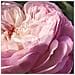 Rose Naturelle Eau de Parfum 100 ml Refillable - Foto miniatura 5