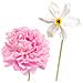 Derek Lam, Hi-fi, Eau De Parfum, For Women, 175 Ml - Foto miniatura 2