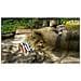 Videogioco Per Switch Pikmin 1 + 2 (fr) - Foto miniatura 2
